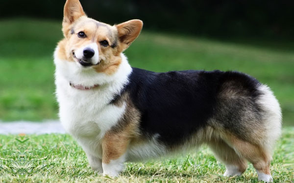 哎呦我去！你这里发我堂堂柯基犬的照片是想说明啥问题？你对我肯定有偏见！