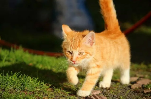 放猫（Herding Cats）:从YouTube视频里面寻找猫的图片是深度学习杰出性能的首次展现。（译者注：herdingcats是英语习语，照顾一群喜欢自由，不喜欢驯服的猫，用来形容局面混乱，任务难以完成。）
