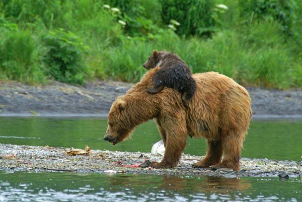 北美棕熊
