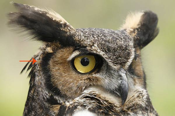 大家常常会把猫头鹰头顶两个立起的羽毛认作耳朵,其实耳朵正确的位置