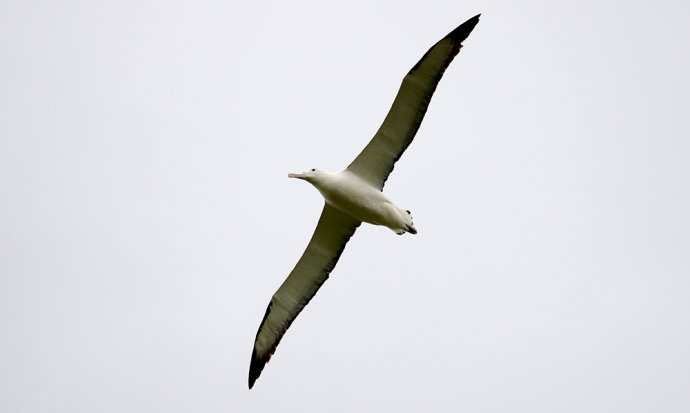 信天翁的飞行能力是有目共睹的,但当它落了地之后,你看过它走路吗?